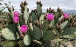Beavertail Prickly Pear Cactus - 3 Gallon Pot -Garden Plants Shop opuntia basilaris beavertail prickly pear cactus 2
