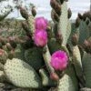 Beavertail Prickly Pear Cactus - 3 Gallon Pot 1 Beavertail Prickly Pear Cactus - 3 Gallon Pot -Garden Plants Shop opuntia basilaris beavertail prickly pear cactus 3