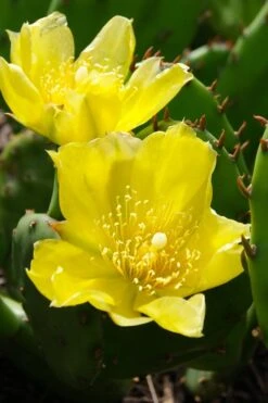 Eastern Prickly Pear Cactus (Opuntia Humifusa) - 3 Gallon Pot 22 Eastern Prickly Pear Cactus (Opuntia Humifusa) - 3 Gallon Pot -Garden Plants Shop opuntia humifusa eastern prickly pear cactus 1
