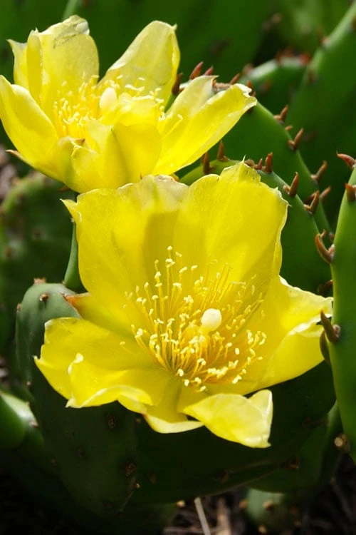 Eastern Prickly Pear Cactus (Opuntia Humifusa) - 3 Gallon Pot 12 Eastern Prickly Pear Cactus (Opuntia Humifusa) - 3 Gallon Pot - Image 10