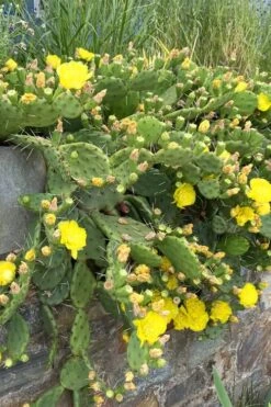 Eastern Prickly Pear Cactus (Opuntia Humifusa) - 3 Gallon Pot 16 Eastern Prickly Pear Cactus (Opuntia Humifusa) - 3 Gallon Pot -Garden Plants Shop opuntia humifusa eastern prickly pear cactus 10