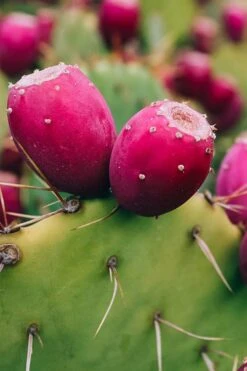 Eastern Prickly Pear Cactus (Opuntia Humifusa) - 3 Gallon Pot 19 Eastern Prickly Pear Cactus (Opuntia Humifusa) - 3 Gallon Pot -Garden Plants Shop opuntia humifusa eastern prickly pear cactus 12