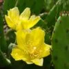 Eastern Prickly Pear Cactus (Opuntia Humifusa) - 3 Gallon Pot -Garden Plants Shop opuntia humifusa eastern prickly pear cactus 2