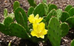 Eastern Prickly Pear Cactus (Opuntia Humifusa) - 3 Gallon Pot 23 Eastern Prickly Pear Cactus (Opuntia Humifusa) - 3 Gallon Pot -Garden Plants Shop opuntia humifusa eastern prickly pear cactus 3