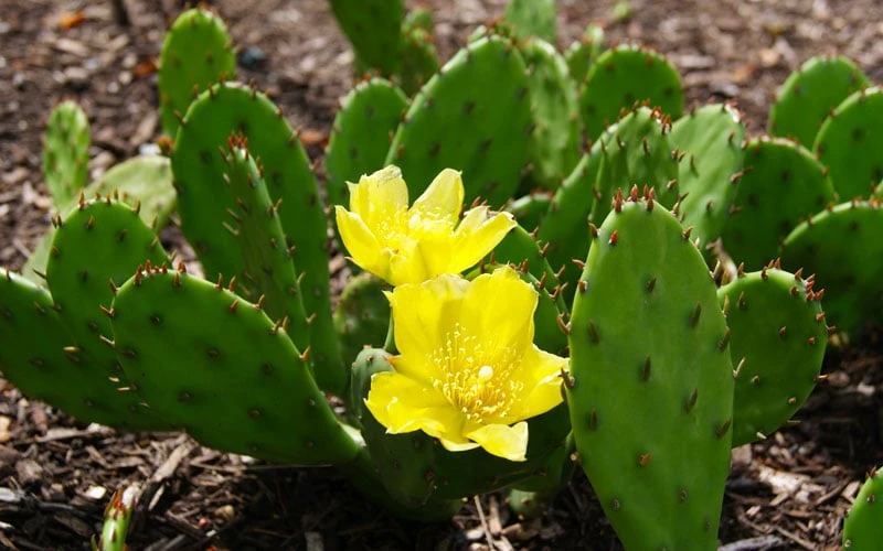 Eastern Prickly Pear Cactus (Opuntia Humifusa) - 3 Gallon Pot 13 Eastern Prickly Pear Cactus (Opuntia Humifusa) - 3 Gallon Pot - Image 11