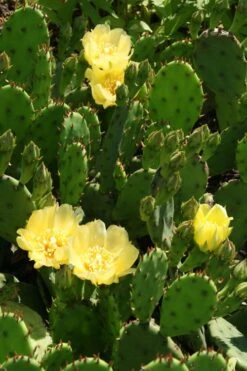 Eastern Prickly Pear Cactus (Opuntia Humifusa) - 3 Gallon Pot 20 Eastern Prickly Pear Cactus (Opuntia Humifusa) - 3 Gallon Pot -Garden Plants Shop opuntia humifusa eastern prickly pear cactus 4