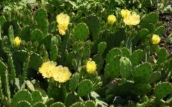 Eastern Prickly Pear Cactus (Opuntia Humifusa) - 3 Gallon Pot 21 Eastern Prickly Pear Cactus (Opuntia Humifusa) - 3 Gallon Pot -Garden Plants Shop opuntia humifusa eastern prickly pear cactus 5