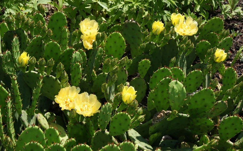 Eastern Prickly Pear Cactus (Opuntia Humifusa) - 3 Gallon Pot 11 Eastern Prickly Pear Cactus (Opuntia Humifusa) - 3 Gallon Pot - Image 9