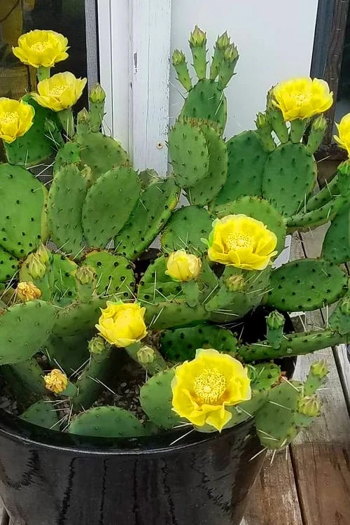 Eastern Prickly Pear Cactus (Opuntia Humifusa) - 3 Gallon Pot 8 Eastern Prickly Pear Cactus (Opuntia Humifusa) - 3 Gallon Pot - Image 6