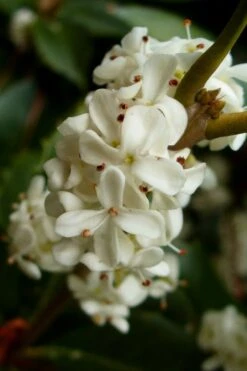 Fortune's Cold Hardy Tea Olive (Fragrant Osmanthus) - 7 Gallon Pot (3-4') -Garden Plants Shop osmanthus fortunei fragrant tea olive 2