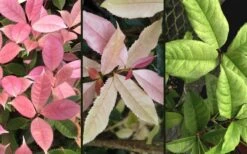 Noble Lady Tea Olive - 7 Gallon Pot (3-4') -Garden Plants Shop osmanthus fragrans quinnan guifei noble lady tea olive 4