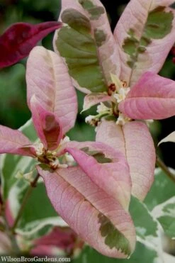 Pink Flush Variegated Tea Olive (Osmanthus Fragrans 'Yinbi Shuanghui') - 3 Gallon Pot 12 Pink Flush Variegated Tea Olive (Osmanthus Fragrans 'Yinbi Shuanghui') - 3 Gallon Pot -Garden Plants Shop osmanthus frangrans yinbi shuangui variegated tea olive 10 1