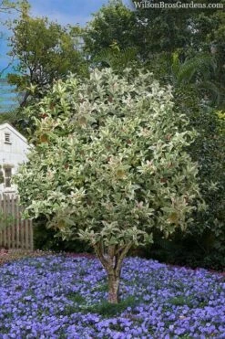 Pink Flush Variegated Tea Olive (Osmanthus Fragrans 'Yinbi Shuanghui') - 3 Gallon Pot 13 Pink Flush Variegated Tea Olive (Osmanthus Fragrans 'Yinbi Shuanghui') - 3 Gallon Pot -Garden Plants Shop osmanthus frangrans yinbi shuangui variegated tea olive 8 1