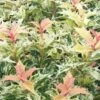 Goshiki Osmanthus (Variegated False Holly) - 7 Gallon Pot -Garden Plants Shop osmanthus goshiki 23
