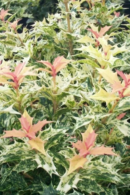 Goshiki Osmanthus (Variegated False Holly) - 1 Gallon Pot 3 Goshiki Osmanthus (Variegated False Holly) - 1 Gallon Pot