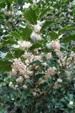 Gulftide Hardy Tea Olive (Osmanthus) - 2 Gallon Pot -Garden Plants Shop osmanthus heterophyllus gulftide tea olive false holly 10