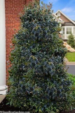 Gulftide Hardy Tea Olive (Osmanthus) - 2 Gallon Pot -Garden Plants Shop osmanthus heterophyllus gulftide tea olive false holly 5