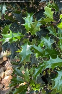 Gulftide Hardy Tea Olive (Osmanthus) - 2 Gallon Pot -Garden Plants Shop osmanthus heterophyllus gulftide tea olive false holly 6