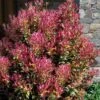 Party Lights Pink Flush Tea Olive - Osmanthus Heterophyllus - 5 Gallon Pot -Garden Plants Shop osmanthus heterophyllus party lights tea olive 102