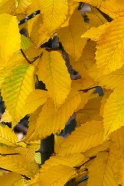 American Hop Hornbeam (Ostrya Virginiana) - 3 Pack Of 1.5 Quart Pots -Garden Plants Shop ostrya virginiana hophornbeam tree 11
