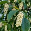 American Hop Hornbeam (Ostrya Virginiana) - 3 Pack Of 1.5 Quart Pots 2 American Hop Hornbeam (Ostrya Virginiana) - 3 Pack Of 1.5 Quart Pots -Garden Plants Shop ostrya virginiana hophornbeam tree 3