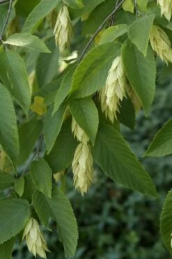 American Hop Hornbeam (Ostrya Virginiana) - 3 Gallon Pot -Garden Plants Shop ostrya virginiana hophornbeam tree 6 1