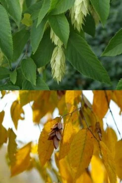 American Hop Hornbeam (Ostrya Virginiana) - 3 Gallon Pot -Garden Plants Shop ostrya virginiana hophornbeam tree 7 1
