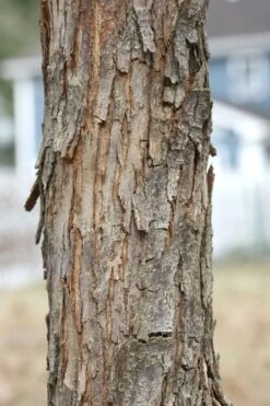 American Hop Hornbeam (Ostrya Virginiana) - 3 Pack Of 1.5 Quart Pots -Garden Plants Shop ostrya virginiana hophornbeam tree 8