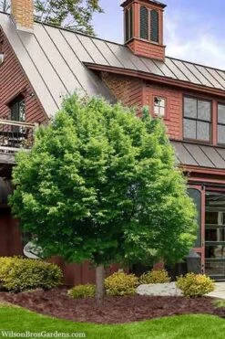 American Hop Hornbeam (Ostrya Virginiana) - 3 Pack Of 1.5 Quart Pots -Garden Plants Shop ostrya virginiana hophornbeam tree 9