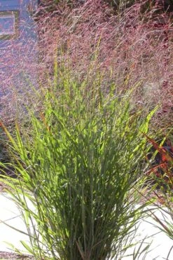 Tall Switch Grass (Panicum Virgatum) - 6 Pack Of 1 Gallon Pots -Garden Plants Shop panicum virgatum switch grass 2