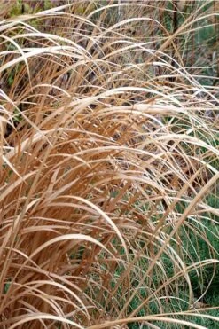 Tall Switch Grass (Panicum Virgatum) - 6 Pack Of 1 Gallon Pots -Garden Plants Shop panicum virgatum switch grass 3