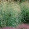 Tall Switch Grass (Panicum Virgatum) - 6 Pack Of 1 Gallon Pots 1 Tall Switch Grass (Panicum Virgatum) - 6 Pack Of 1 Gallon Pots -Garden Plants Shop panicum virgatum switch grass 4