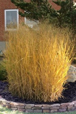 Tall Switch Grass (Panicum Virgatum) - 6 Pack Of 1 Gallon Pots -Garden Plants Shop panicum virgatum tall switch grass 10
