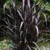 First Knight Fountain Grass (Pennisetum) - 3 Gallon Pot -Garden Plants Shop pennisetum first knight 5