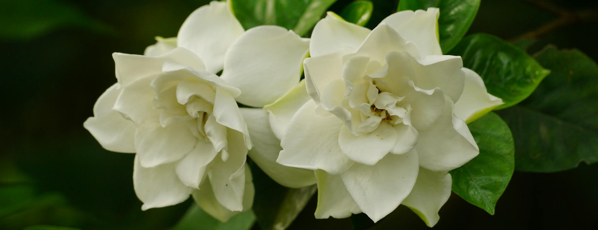 Garden Plants Shop 3 Garden Plants Shop -Garden Plants Shop pexels duy le duc 1257907900 24200645