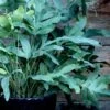 Blue Star Fern - 1 Gallon Pot -Garden Plants Shop phlebodium aureum blue star fern 3