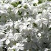 White Creeping Phlox - 6 Pack Of Pint Pots -Garden Plants Shop phlox subulata white 1