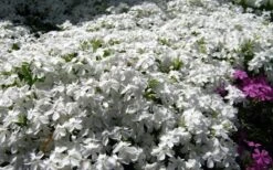 White Creeping Phlox - 6 Pack Of Pint Pots -Garden Plants Shop phlox subulata white 2