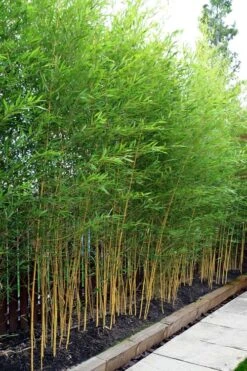 Koi Golden Bamboo (Phyllostachys Aurea 'Koi') - 3 Gallon Pot (2-4') 11 Koi Golden Bamboo (Phyllostachys Aurea 'Koi') - 3 Gallon Pot (2-4') -Garden Plants Shop phyllostachys aurea koi golden bamboo 100