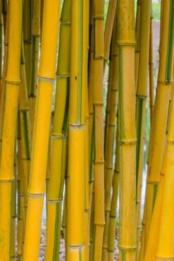 Green Groove Golden Bamboo - Phyllostachys Aureosulcata 'Spectabilis' - 3 Gallon Pot (4-6') -Garden Plants Shop phyllostachys aureosulcata spectabilis green groove bamboo 101