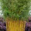 Green Groove Golden Bamboo - Phyllostachys Aureosulcata 'Spectabilis' - 3 Gallon Pot (4-6') 2 Green Groove Golden Bamboo - Phyllostachys Aureosulcata 'Spectabilis' - 3 Gallon Pot (4-6') -Garden Plants Shop phyllostachys aureosulcata spectabilis green groove bamboo 102