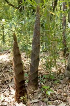 Moso Giant Bamboo (Phyllostachys Edulis 'Moso') - 3 Gallon Pot (2-4') -Garden Plants Shop phyllostachys edulis moso giant timber bamboo 100