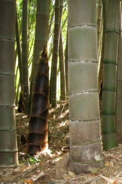 Moso Giant Bamboo (Phyllostachys Edulis 'Moso') - 3 Gallon Pot (2-4') -Garden Plants Shop phyllostachys edulis moso giant timber bamboo 101