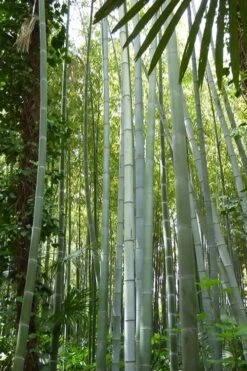 Moso Giant Bamboo (Phyllostachys Edulis 'Moso') - 3 Gallon Pot (2-4') -Garden Plants Shop phyllostachys edulis moso giant timber bamboo 105