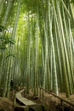 Moso Giant Bamboo (Phyllostachys Edulis 'Moso') - 3 Gallon Pot (2-4') -Garden Plants Shop phyllostachys edulis moso giant timber bamboo 106
