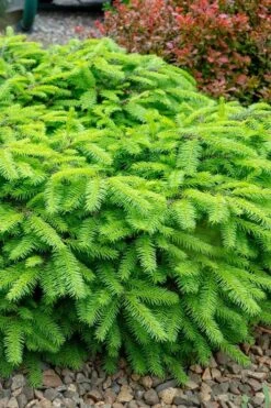Bird's Nest Spruce (Picea Abies 'Nidiformis') - 1 Gallon Pot -Garden Plants Shop picea abies nidiformis birds nest norway spruce 1