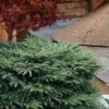 Bird's Nest Spruce (Picea Abies 'Nidiformis') - 1 Gallon Pot -Garden Plants Shop picea abies nidiformis birds nest norway spruce 8