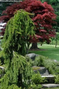 Weeping Norway Spruce (Picea Abies 'Pendula') - 5 Gallon Pot 10 Weeping Norway Spruce (Picea Abies 'Pendula') - 5 Gallon Pot -Garden Plants Shop picea abies pendula weeping norway spruce 10