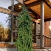 Weeping Norway Spruce (Picea Abies 'Pendula') - 5 Gallon Pot 1 Weeping Norway Spruce (Picea Abies 'Pendula') - 5 Gallon Pot -Garden Plants Shop picea abies pendula weeping norway spruce 4