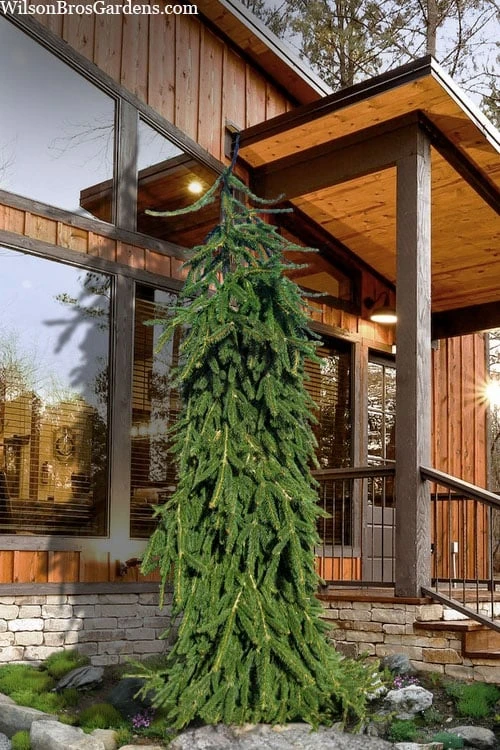 Weeping Norway Spruce (Picea Abies 'Pendula') - 5 Gallon Pot 3 Weeping Norway Spruce (Picea Abies 'Pendula') - 5 Gallon Pot